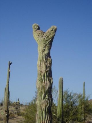 crested saguaro