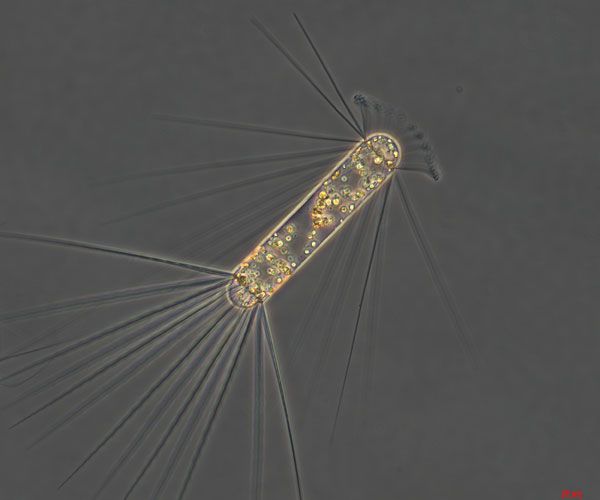 This species of diatom, &lt;em&gt;Corethron pennatum&lt;/em&gt;, bloomed during the iron fertilization.