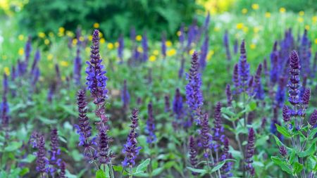 The purple flowers of Salvia nemorosa growing in a garden alongside yellow background blooms