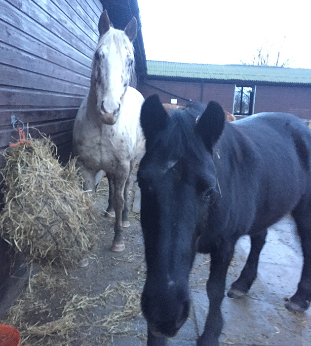 Thunder and Basil