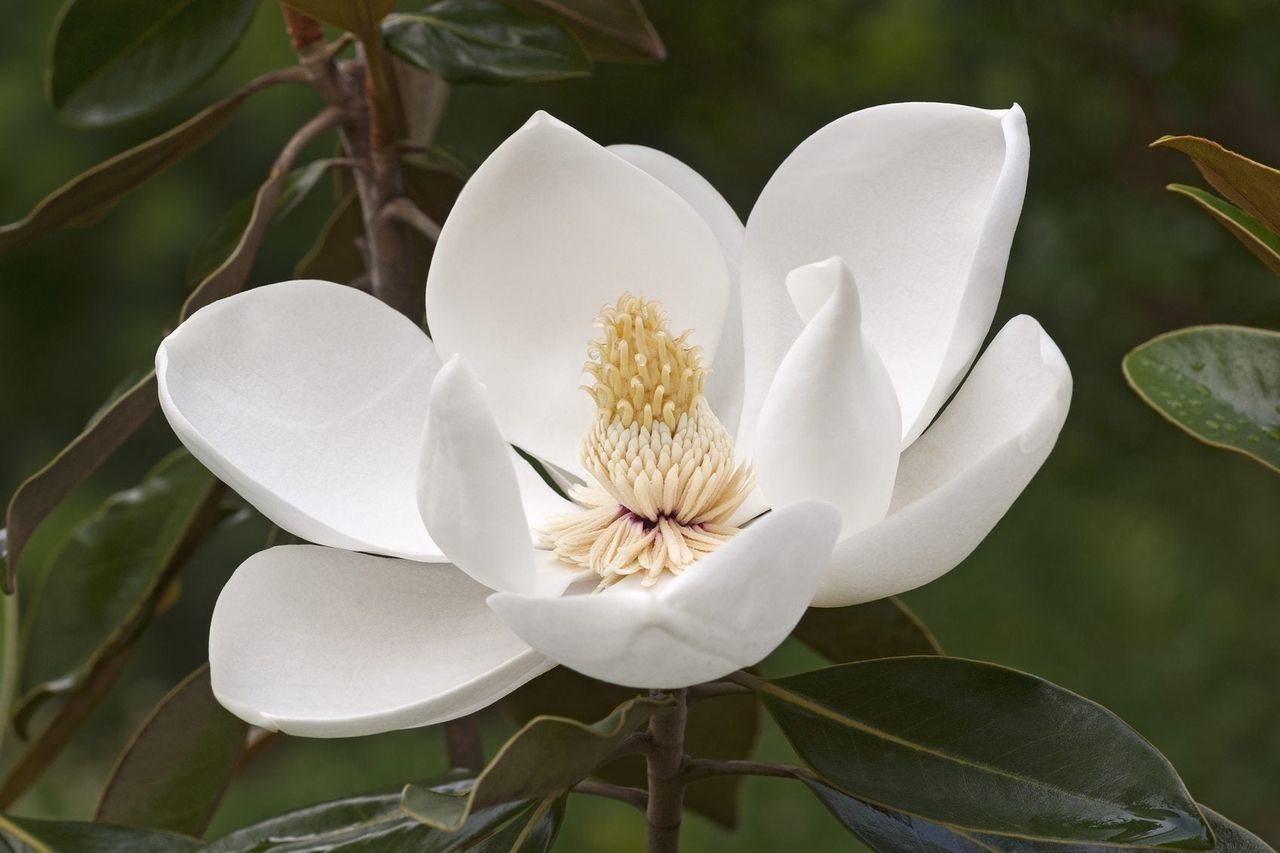 southern magnolia