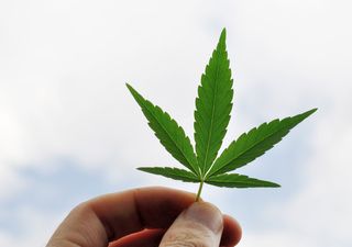 hemp leaf, marijuana, bioenergy