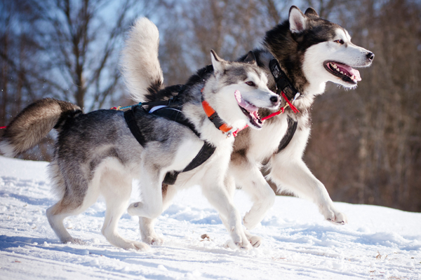 Iditarod photos, last great race, dogsledding