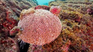 A pink flower urchin photographed underwater in Japan.