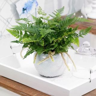 Hare's foot fern houseplant