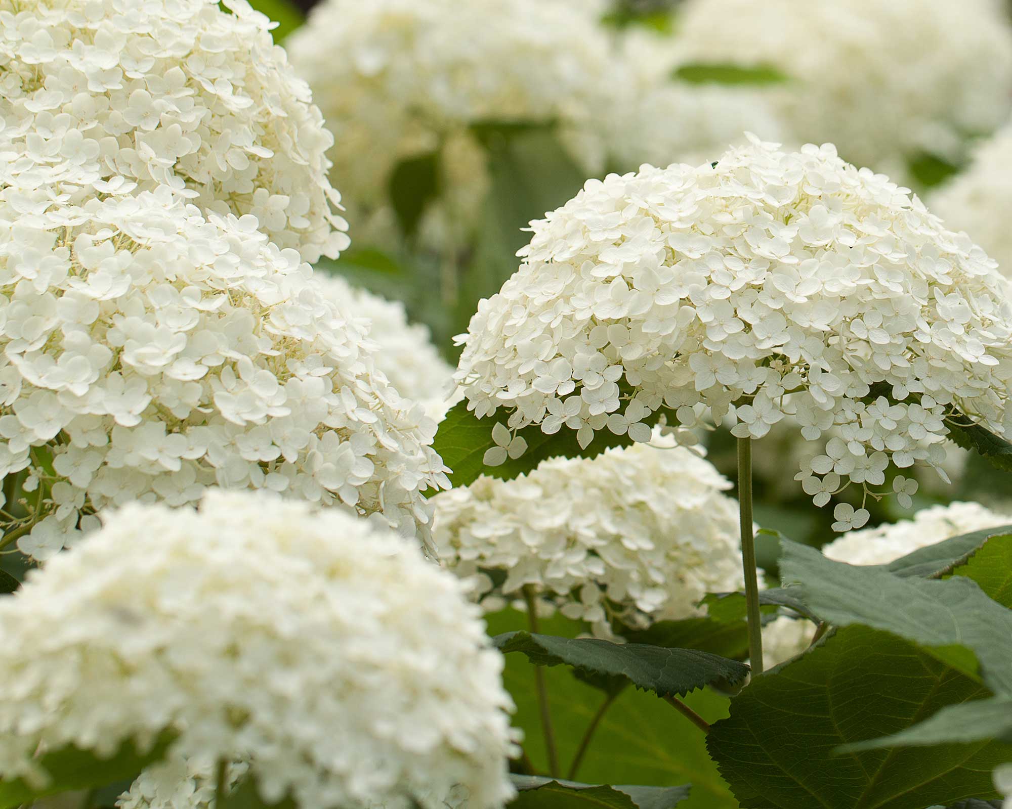 Color of hydrangeas: how to change the hue of their flowers | Gardeningetc