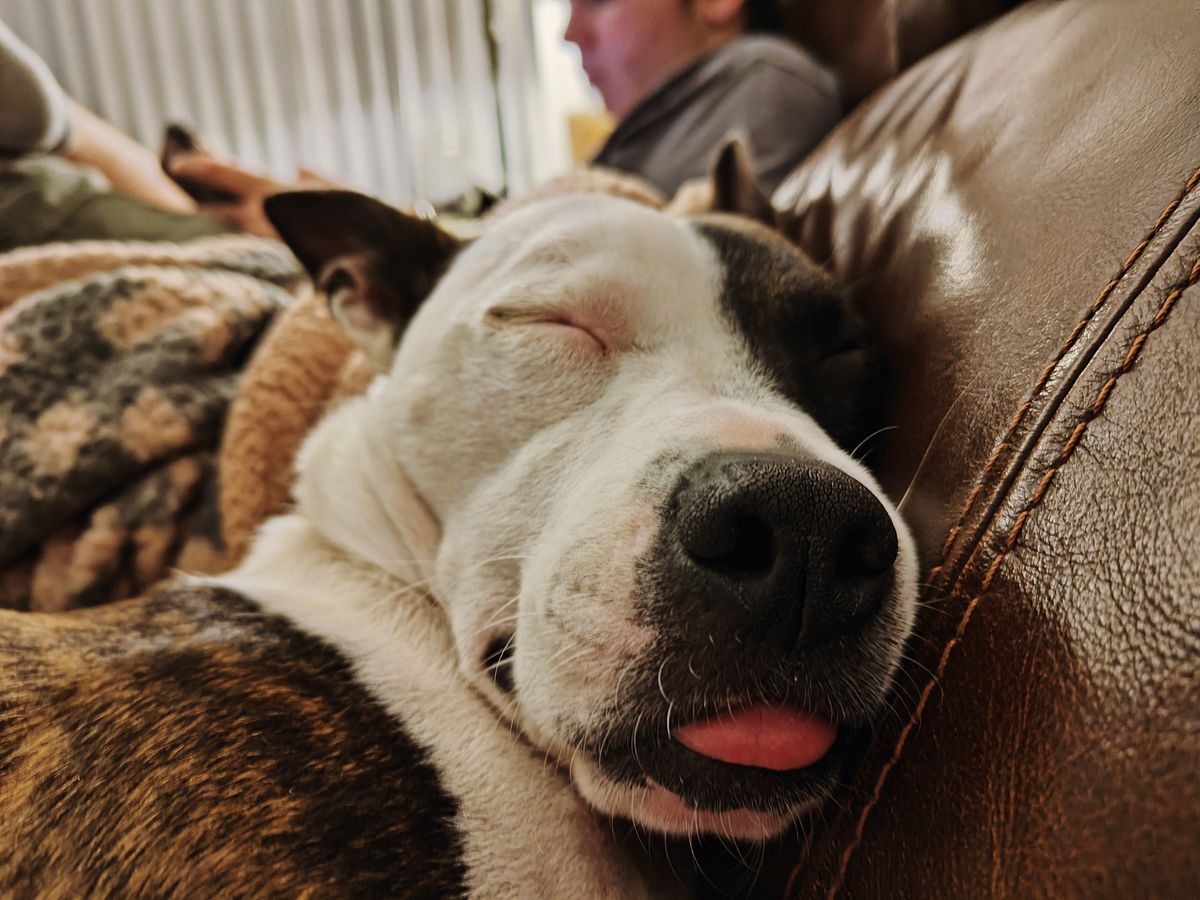 Sample photos taken with OnePlus 11