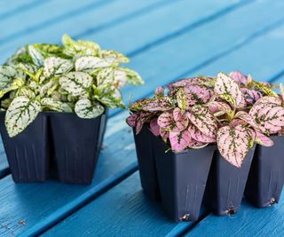 Young polka dot plants to be transplanted