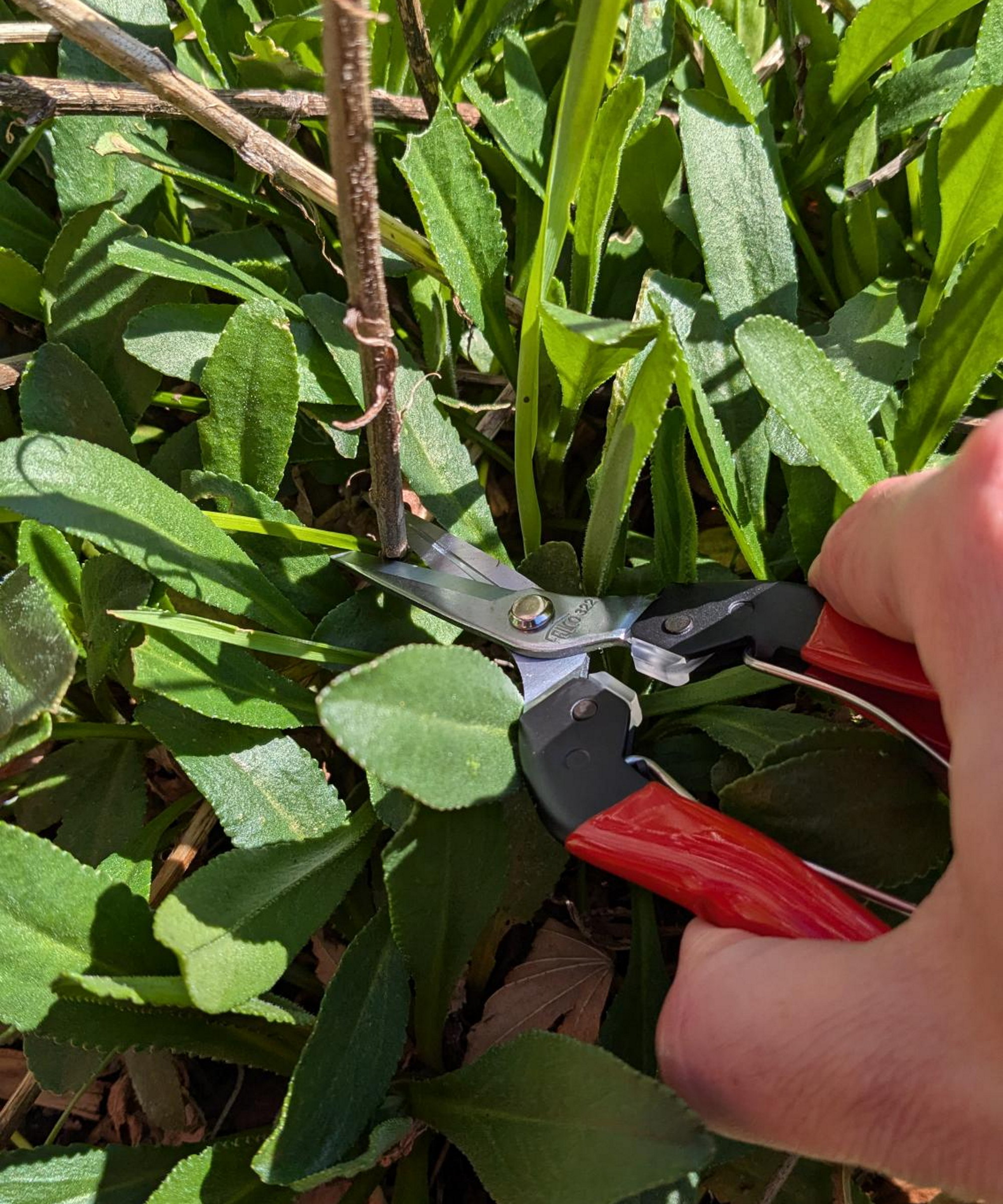 Using Felco 322 pruning snips to cut down old perennial stems