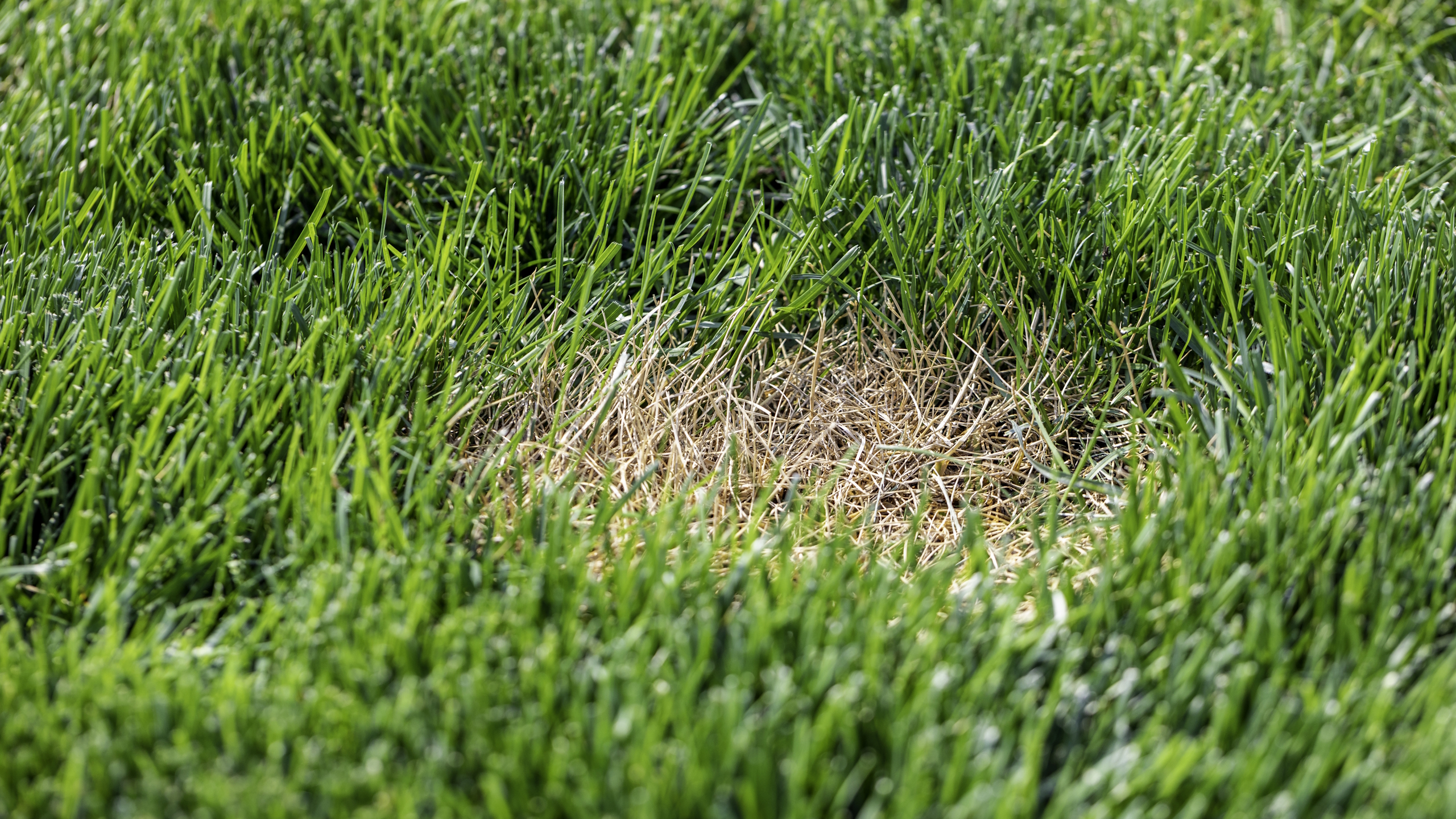A brown bare patch in an otherwise green lawn