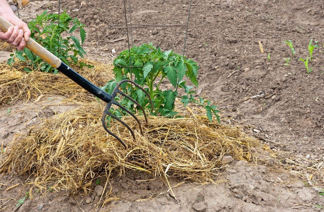 Pitch Fork In Straw Mulch