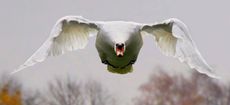 mute swan (Cygnus olor), in flight front view, Germany