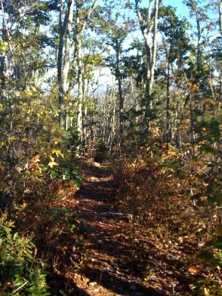 Virginia ridgeline singletrack