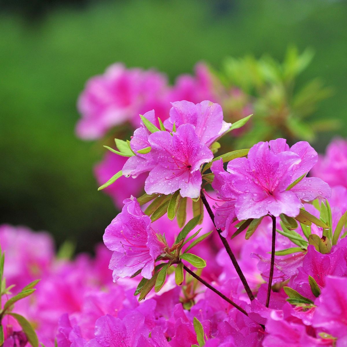 When To Prune Azaleas Choosing The Right Time Is Crucial Ideal Home When to prune azaleas choosing the right time is crucial ideal home