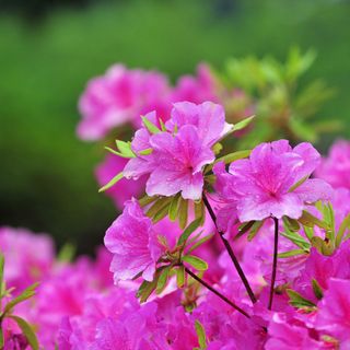 A close up of an azalea in bloom