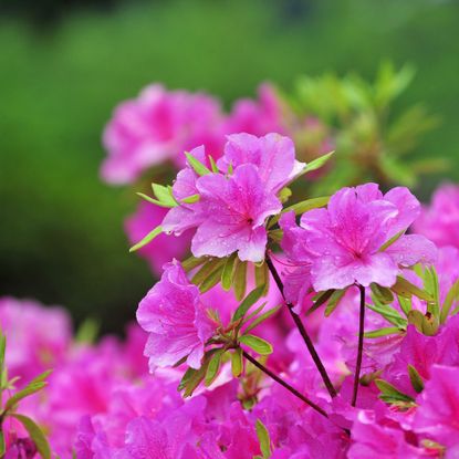 A close up of an azalea in bloom