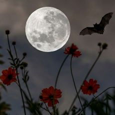Bat flies against full moon over garden of cosmos (bat added via Gemini 3)