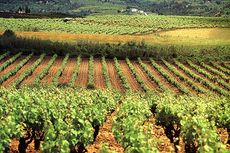 000009e13-Cava_Vineyards_Reg_Council_shot_Homepage.jpg