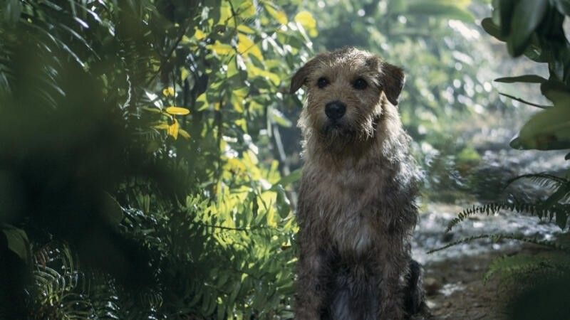 Arthur the King ending explained: does the dog survive? | What to Watch