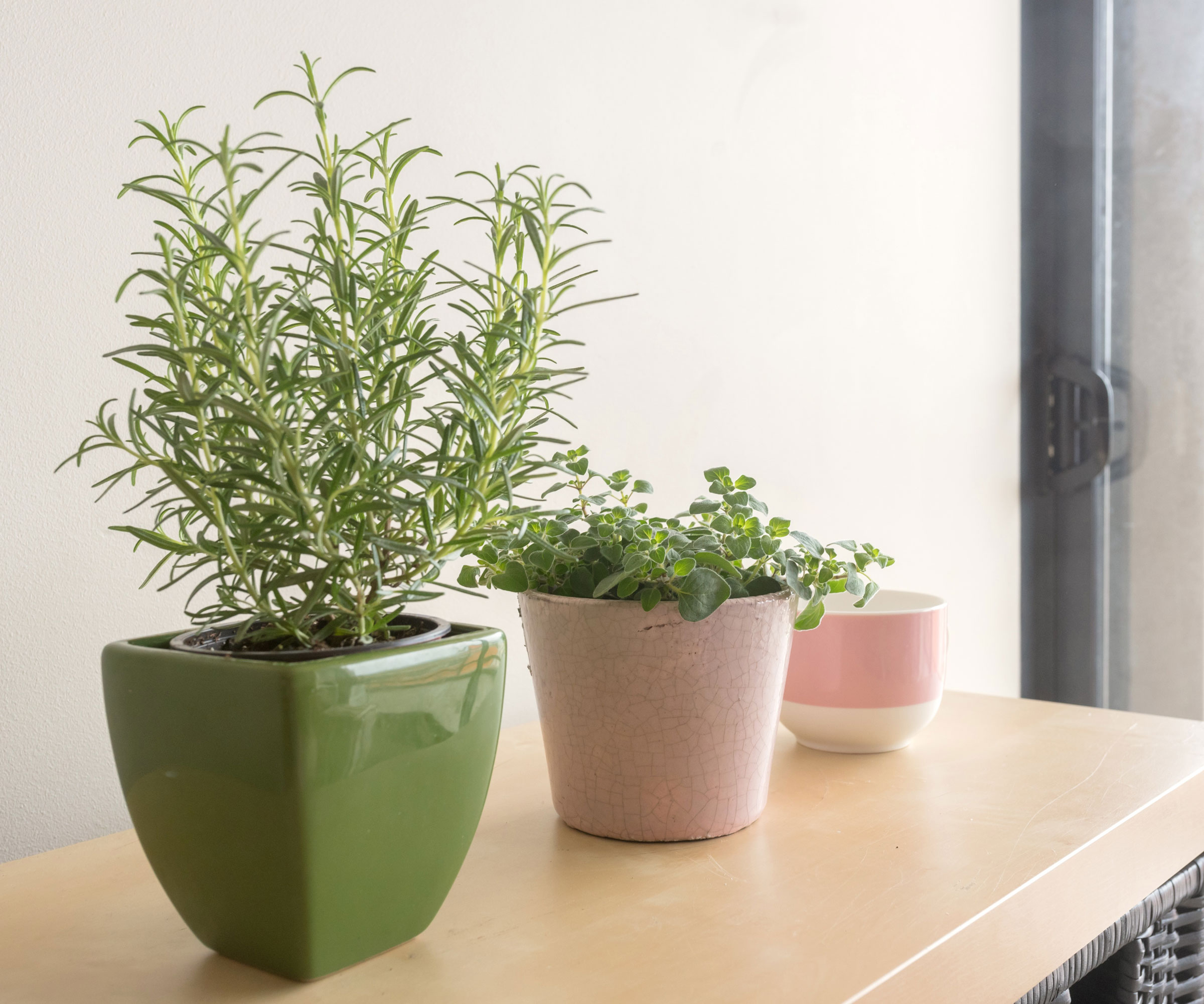 rosemary growing in container on mantelpiece