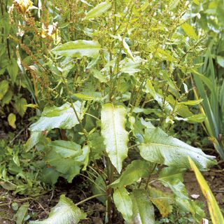 garden with green leafy plant