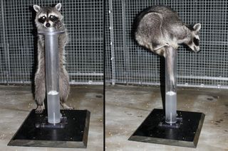 The "Aesop's Fable" experiment tasked raccoons with bringing a floating treat within reach by dropping objects into water.