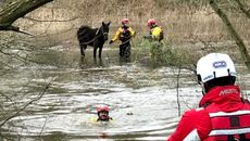 Guildford-horse-6.jpg