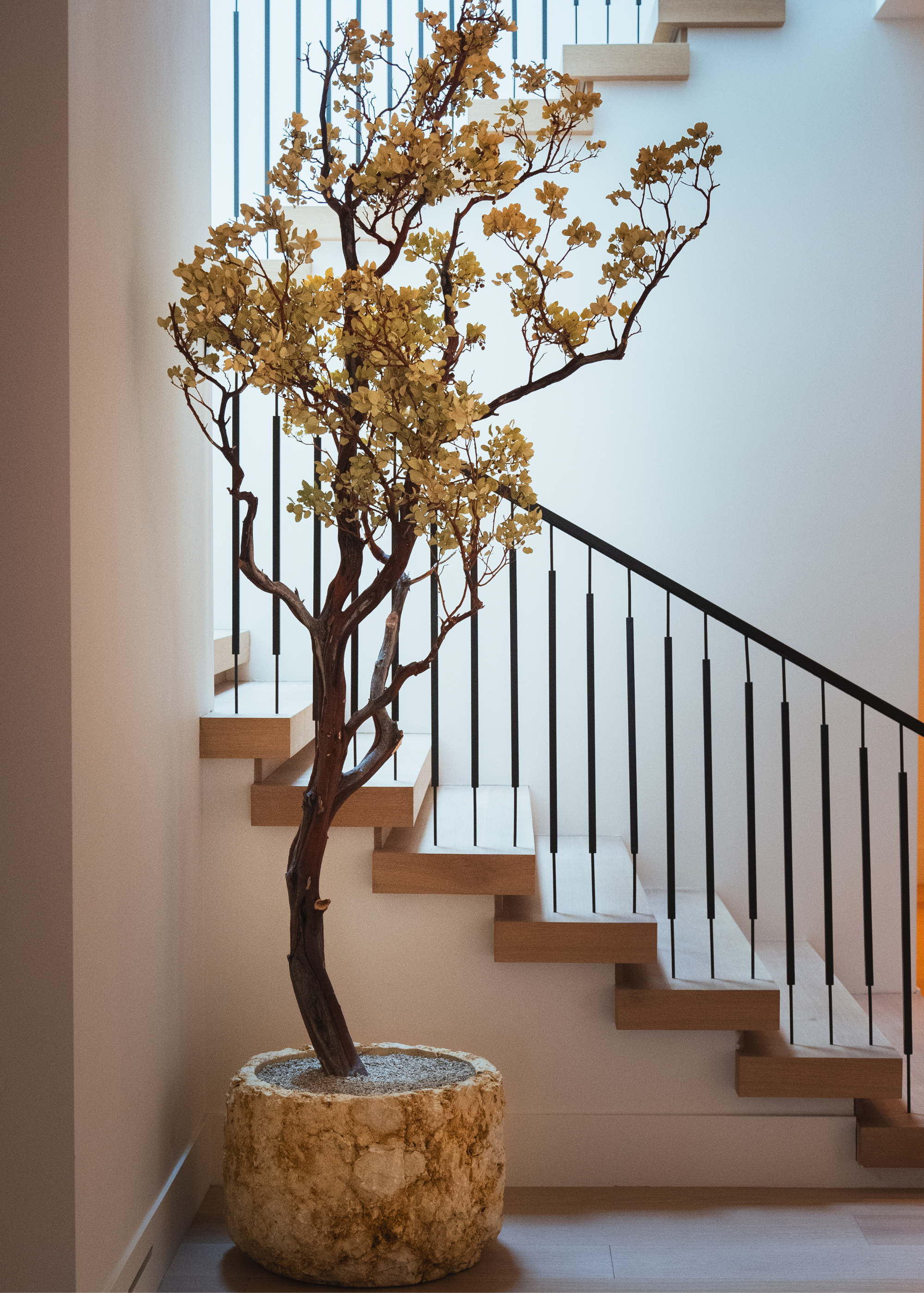 A large potted indoor tree where the pot pairs with the tree's leaves is situated in the corner of a home at the bottom of a stairwell
