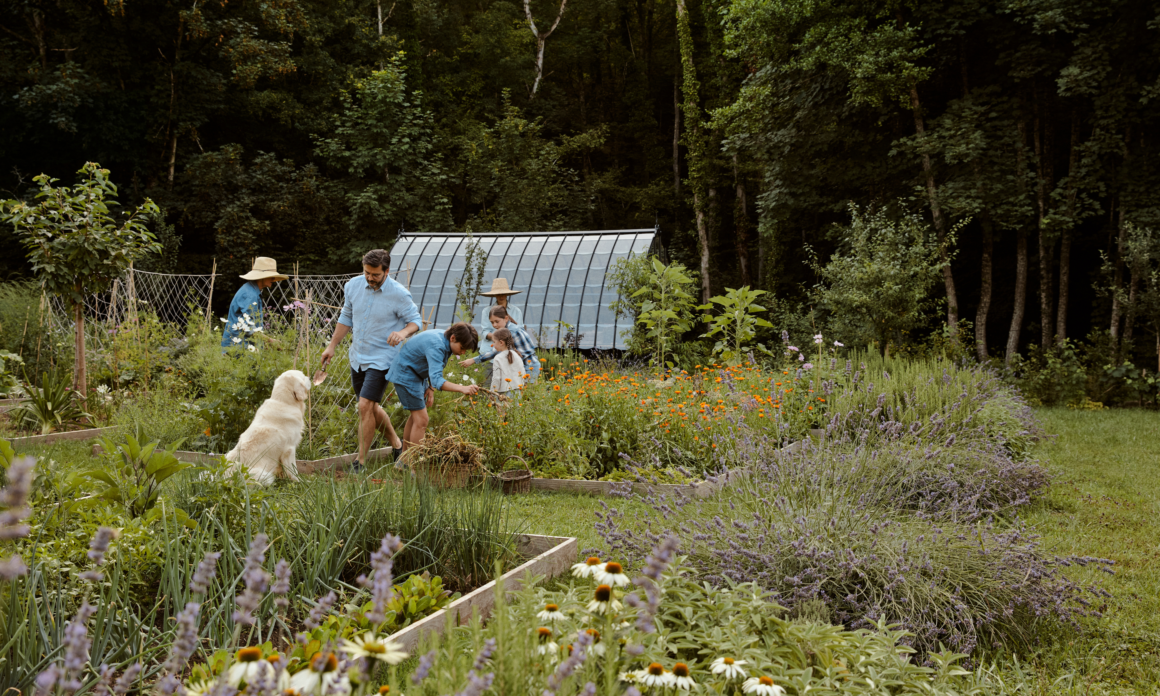 People harvesting vegetables and flowers in a kitchen garden