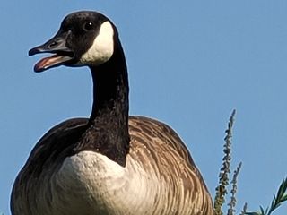 Samsung Galaxy Note 20 Ultra camera roll