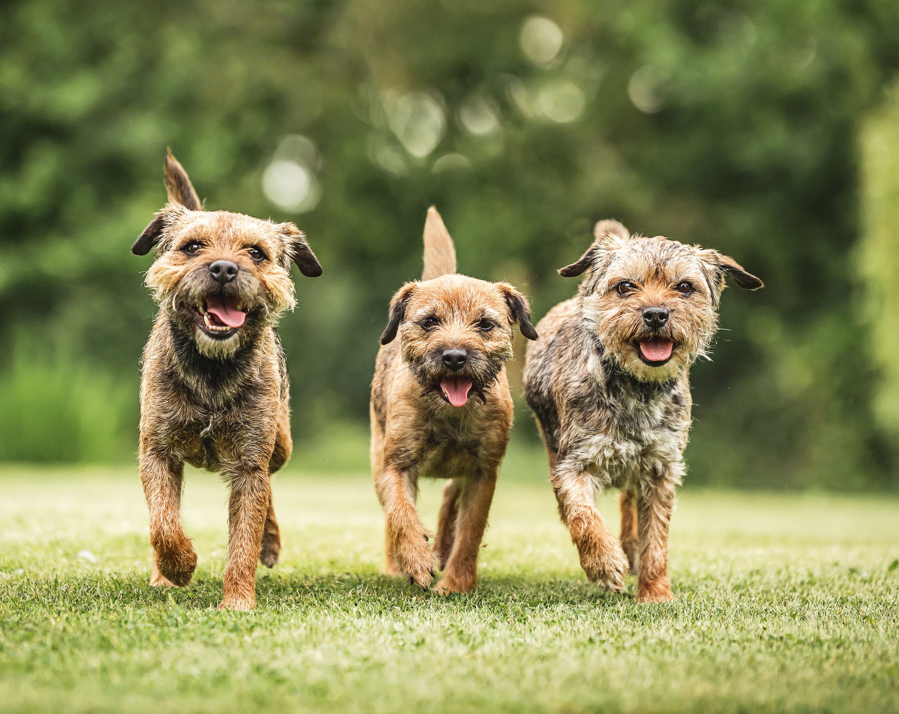 Ronnie Irving&#039;s Border terriers Alfie, Dora and Maude, pictured at home in Kings Sutton, Oxfordshire. Photographed by @sarahfarnsworthfieldsports for Country Life.