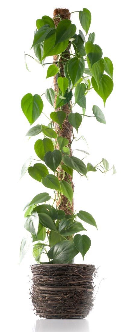 Potted Vine Plant