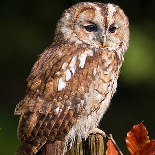 Tawny owl chicks