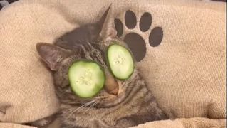A grey cat is tucked up under a blanket with cucumber slices on his eyes