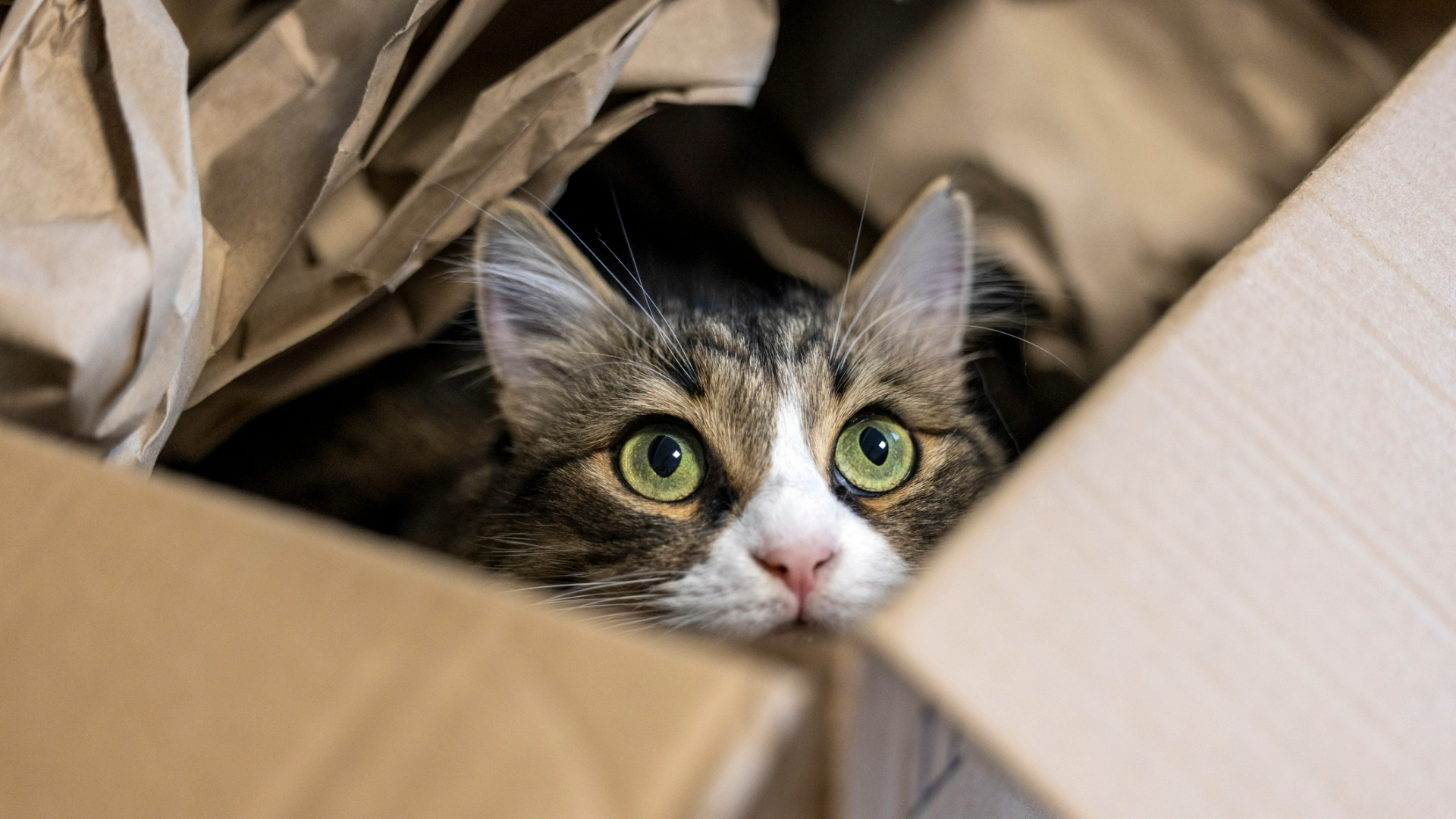Cat in a cardboard box peering out of the top
