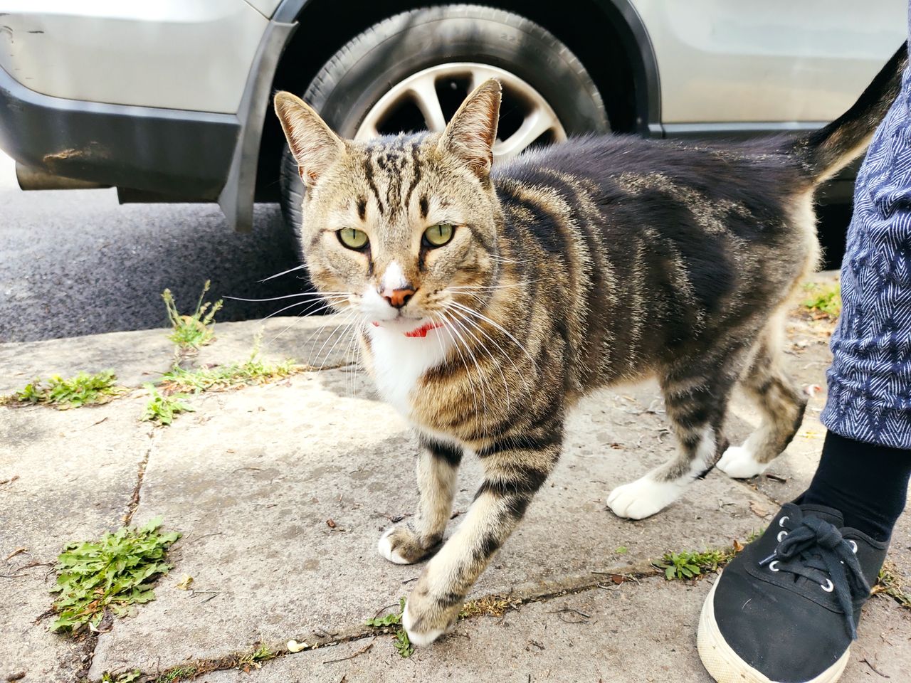 Candid cats benefit from the brightness bossting