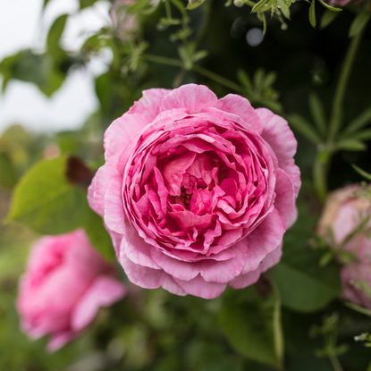 Close-up of pink peony in garden, Calverton, Nottingham