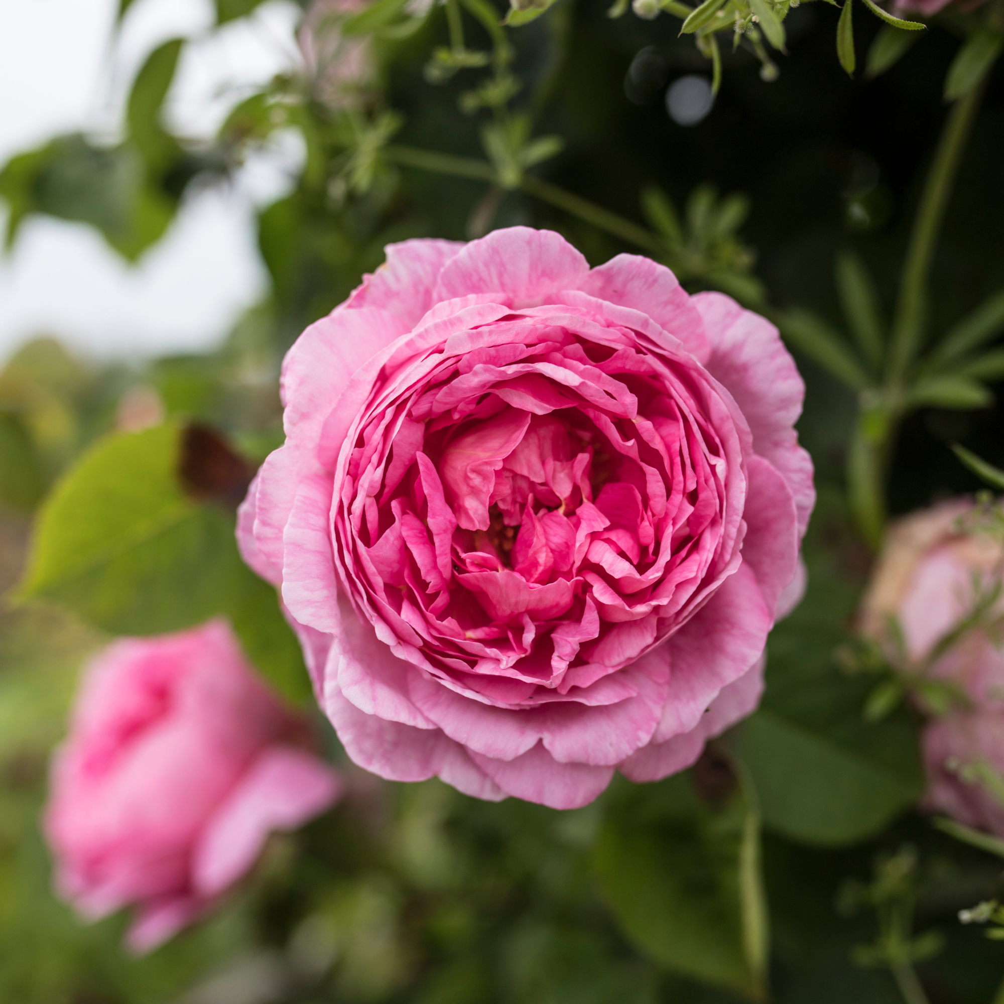 Close-up of pink peony in garden, Calverton, Nottingham