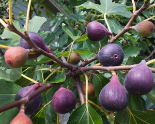 Brown Turkey figs ripening in late summer