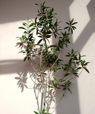 Indoor olive tree in sun