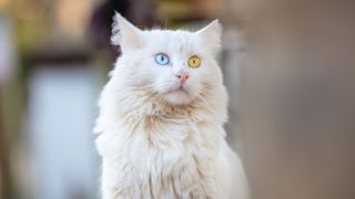 a white Turkish van cat with one blue eye and one almond eye