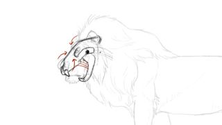 lion sketch