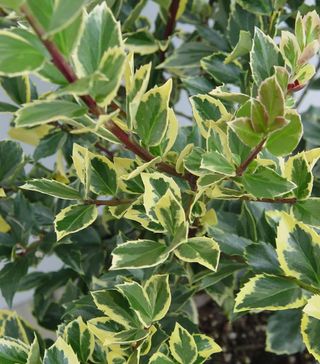 Close up of variegated green and yellow holly