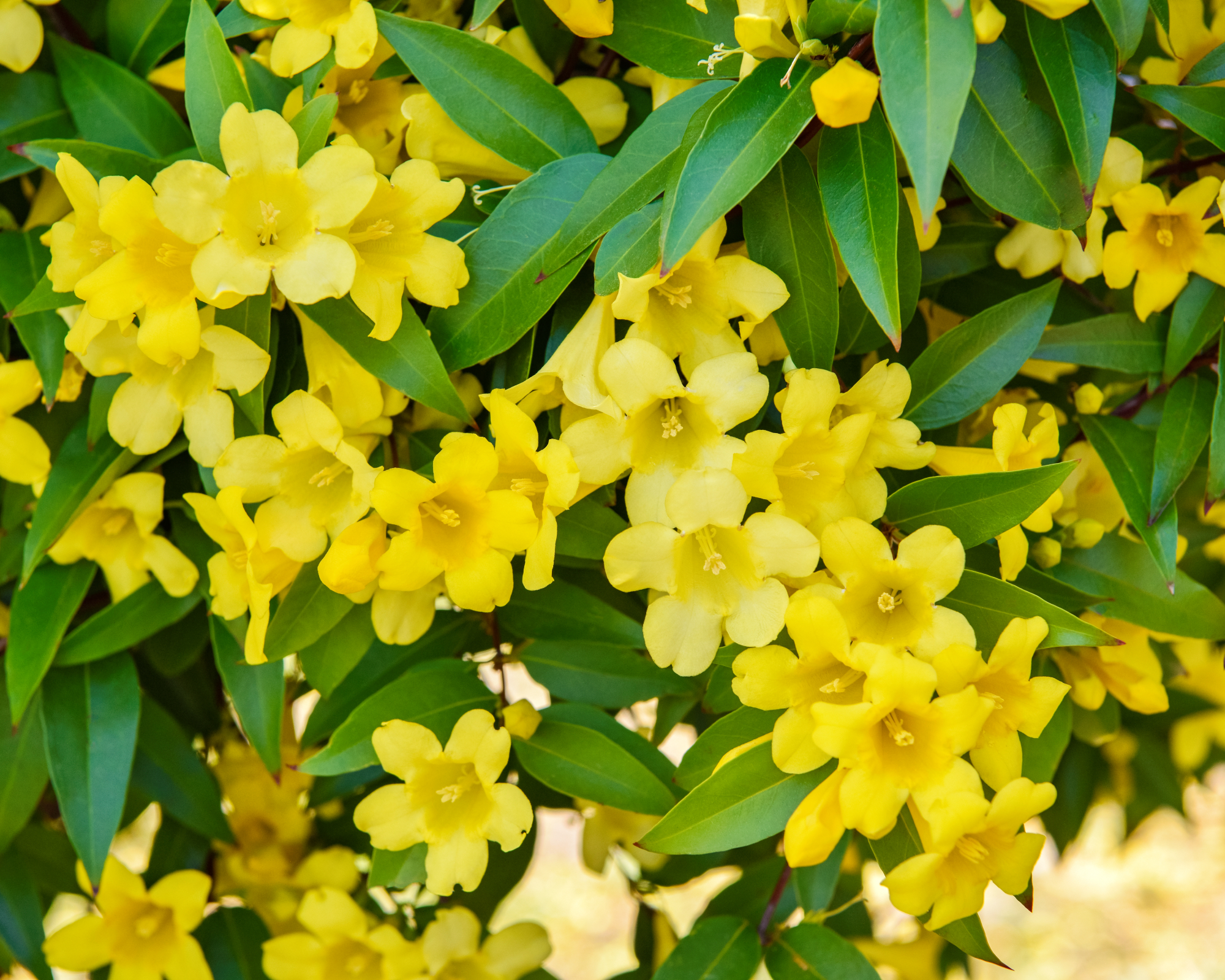 Yellow carolina jessamine flowers