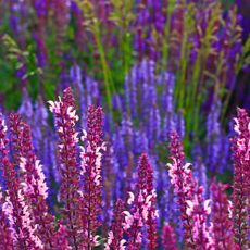 Purple salvia flowers in a pretty meadow-style planting scheme at sunset