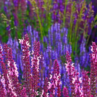 Purple salvia flowers in a pretty meadow-style planting scheme at sunset