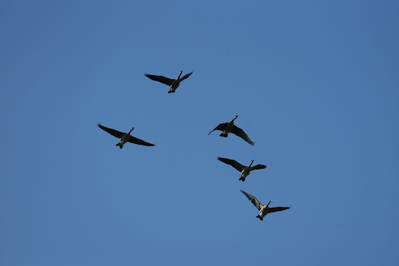 Image samples from the Sony 400mm f/4.5 GM OSS and the Sony A7 V