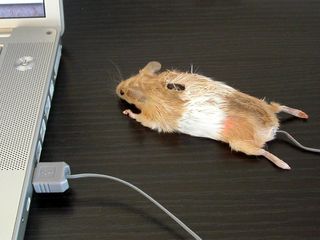 Mouse Mouse