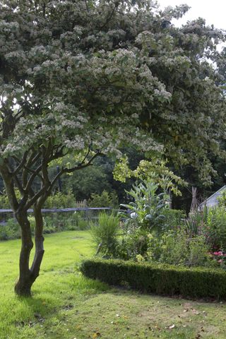 Flower borders edged in box in a summer garden