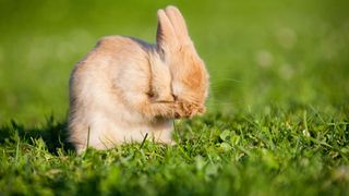 Rabbit cleaning itself